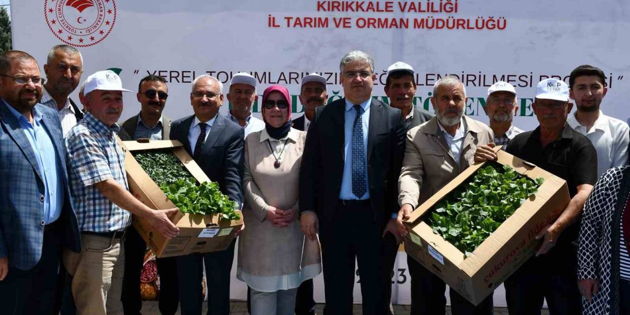 Kırıkkale’de Çiftçilere 20 Bin Fide Dağıtıldı