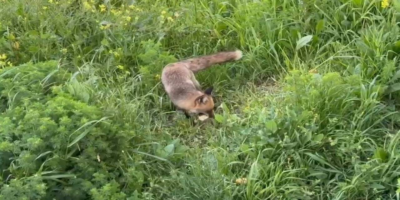 Tilki Bile Ekmek Yediği Yeri Unutmuyor...