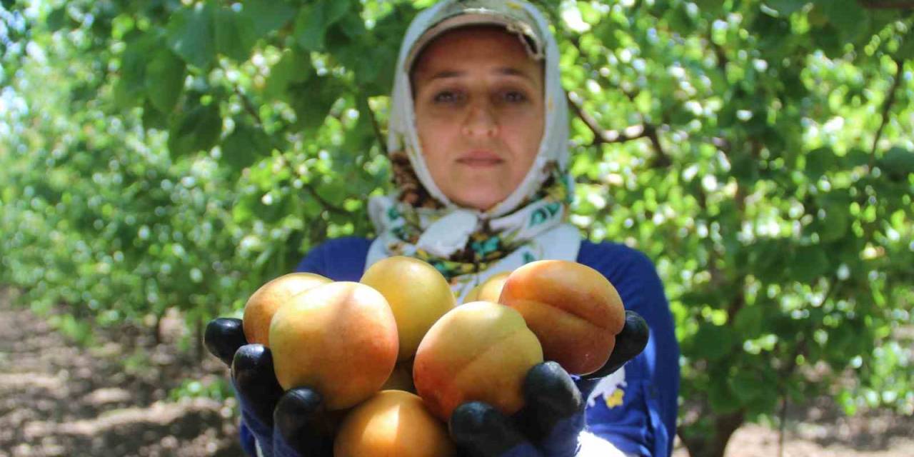 Depremin Vurduğu Hatay’da Kayısı Hasadı Başladı