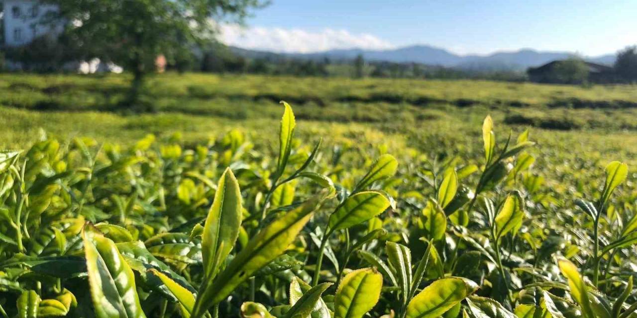 Lipton, Doğu Karadeniz’de Çay Hasadına Başladı