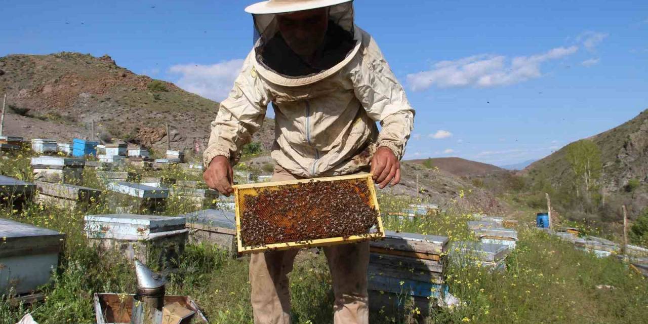 Çiçekler Açtı, Arılar Bal Mesaisine Başladı