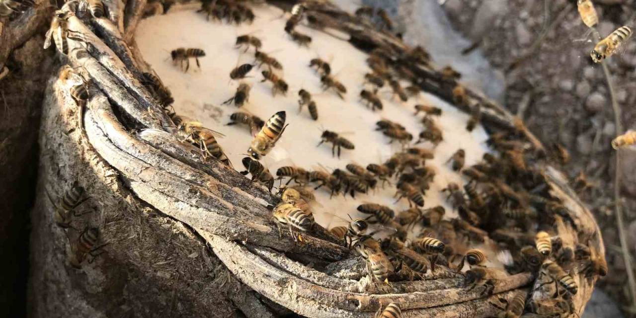 Bal Arılarının Tatlı Bal Yolculuğu Başladı