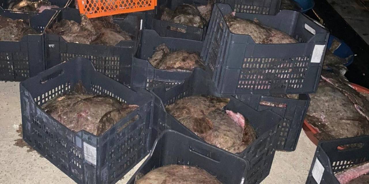 İstanbul’da Yasa Dışı Avlanan 9 Ton Kalkan Balığı Ele Geçirildi