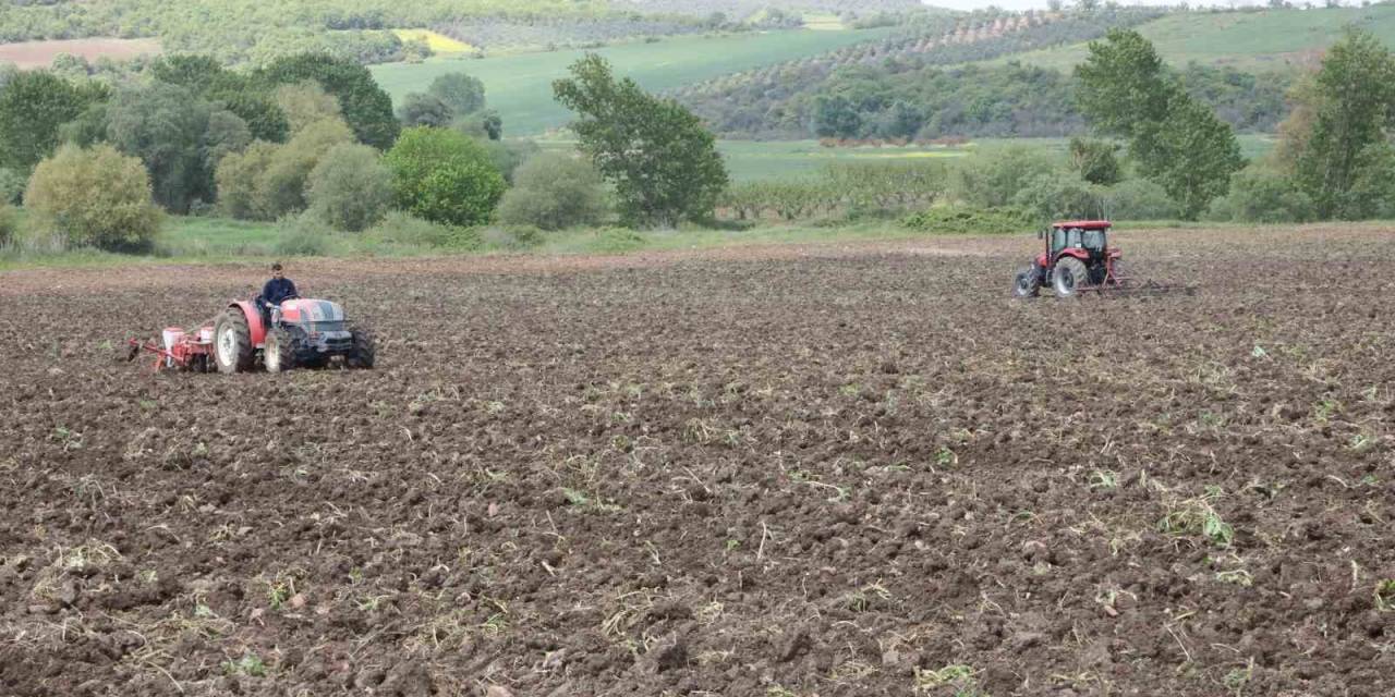 Ayçiçeği Ve Buğday Tohumları Toprakla Buluşuyor