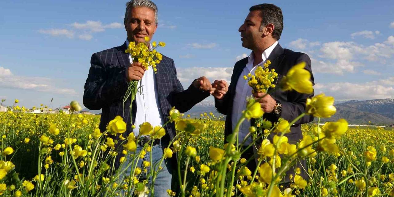 Sarı Çiçeklerle Renklenen Yüksekova’da Muhteşem Görüntü