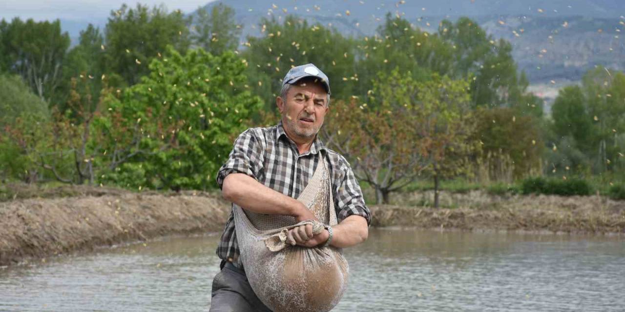 Coğrafi İşaretli Tosya Pirincinin Zorlu Ekim Mesaisi Başladı