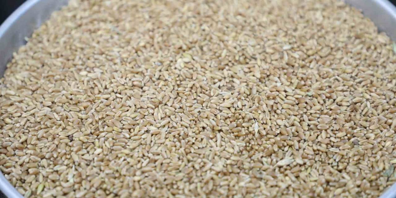 Hasat Sezonunun İlk Mahsul Buğdayı Gtb’de İşlem Gördü