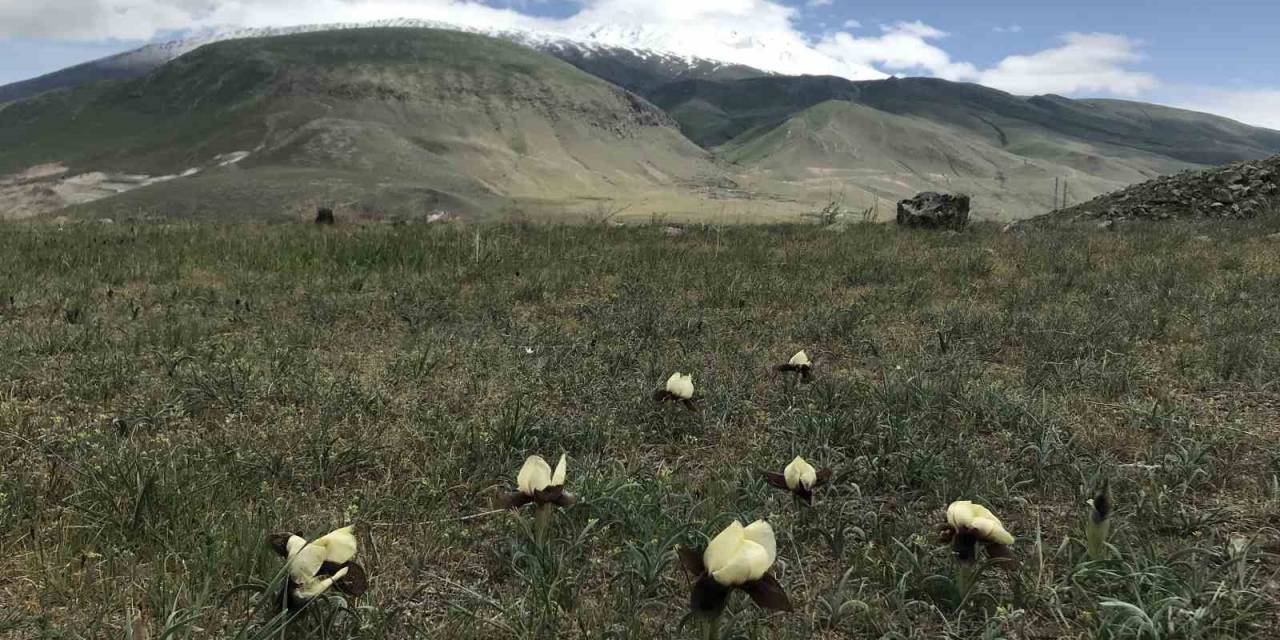 Ağrı Dağı Eteklerinde Yetişen ’kurt Kulağı Çiçeği’ Göz Kamaştırıyor