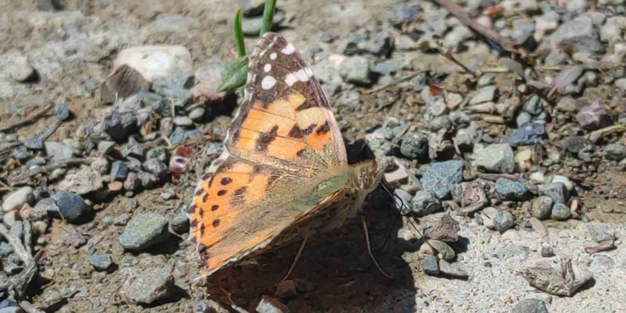 Kelebek Göçü Erzurum’un Uzundere İlçesinde Görüntülendi