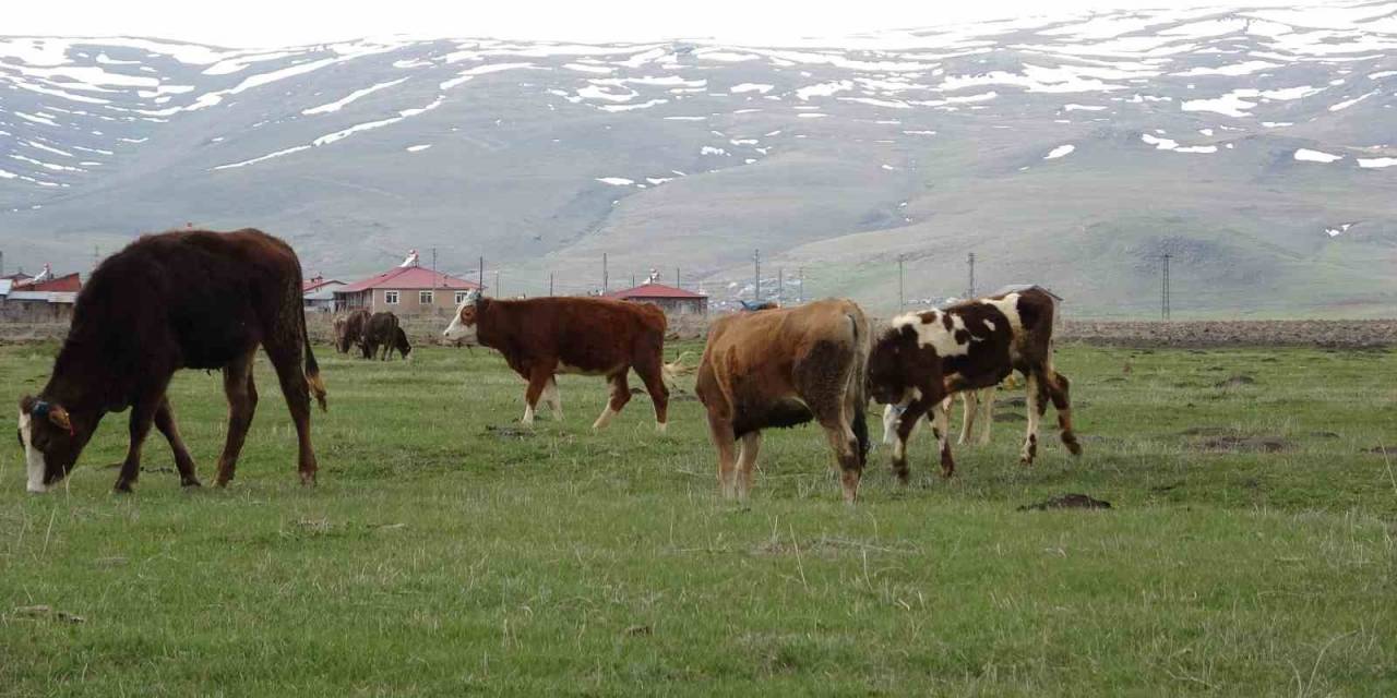 Ardahan’da Hayvanlar Meralarda Otlatılmaya Başlandı