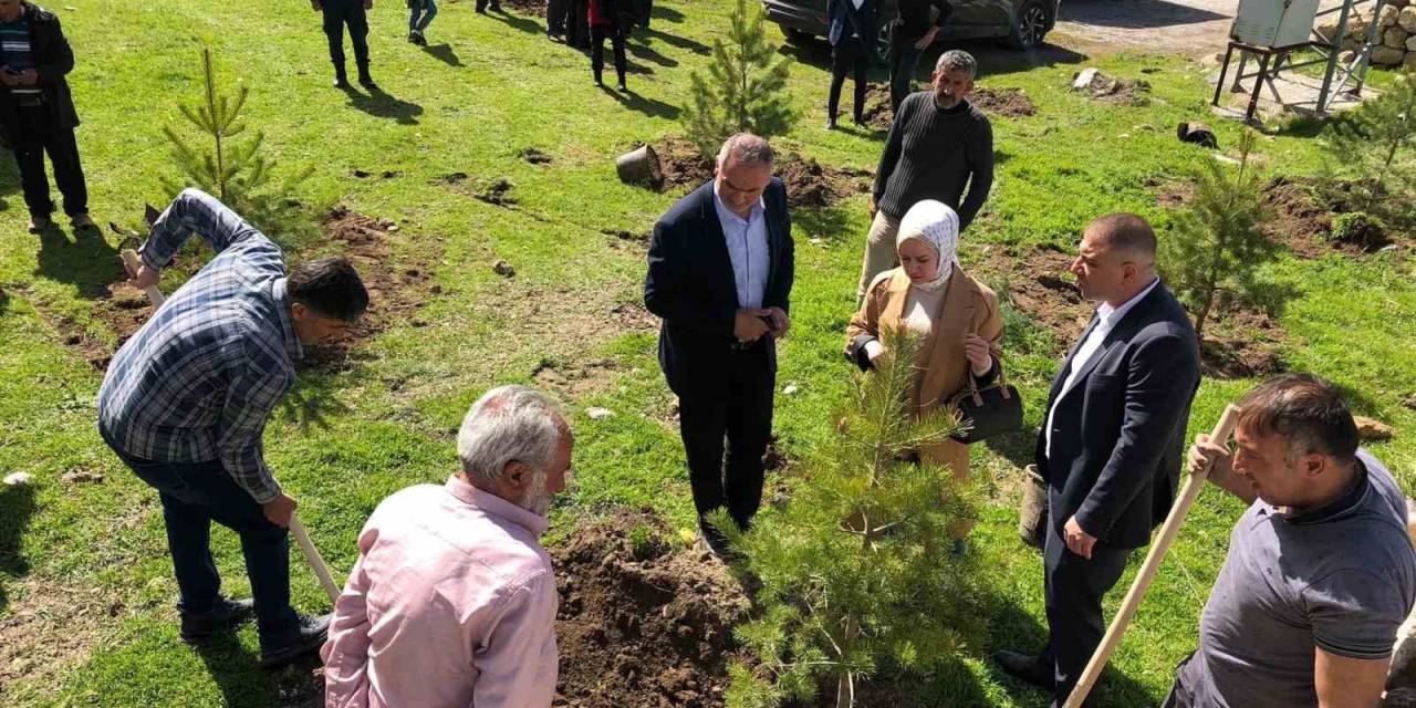 Ulaş’a 8 Bin Çam Fidanı Dikildi