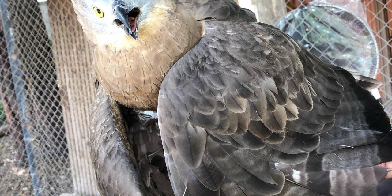 Bakımı Yapılan Arı Şahini, Doğal Ortamına Salındı