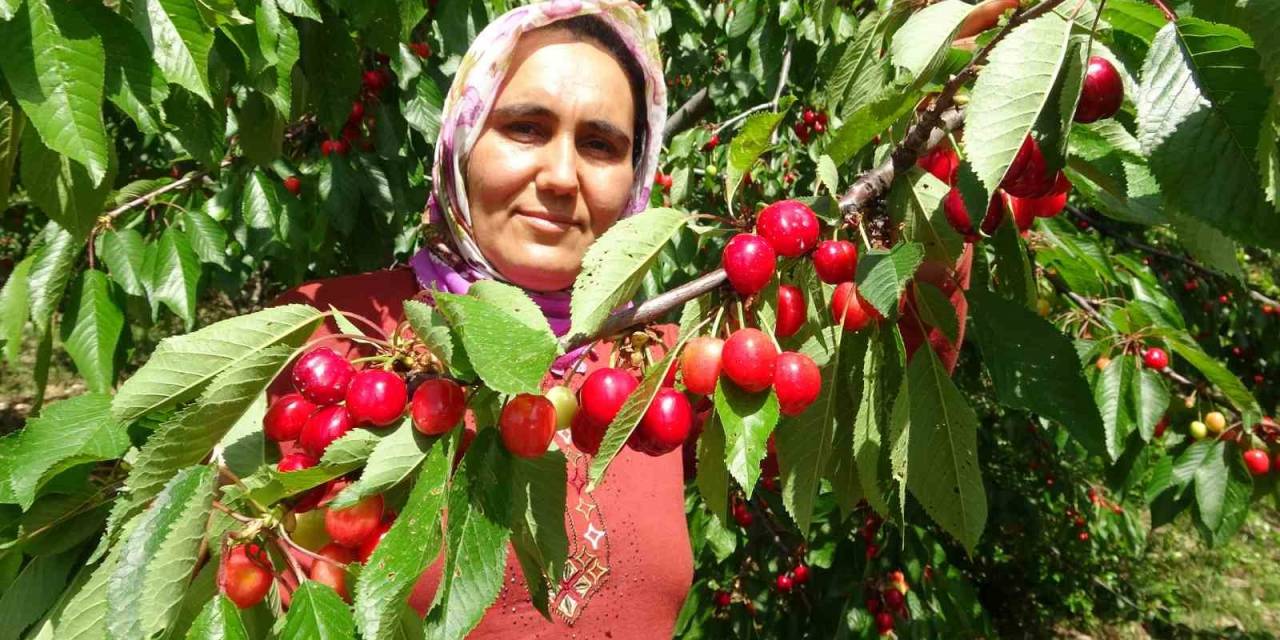 Turfanda Kiraz Çıktı: İlk Hasatlar Norveç, Almanya Ve Rusya’ya