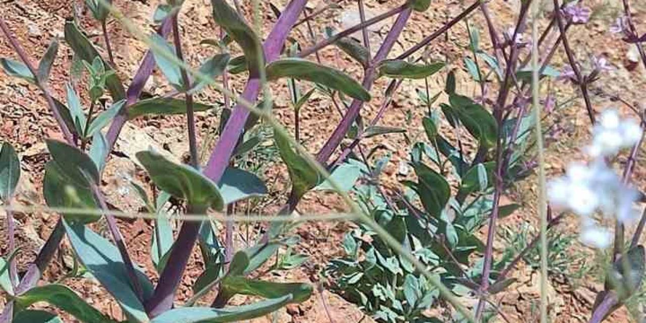 Elazığ’da Düğmeli Çöven Bitkisi İzleme Çalışması Yapıldı