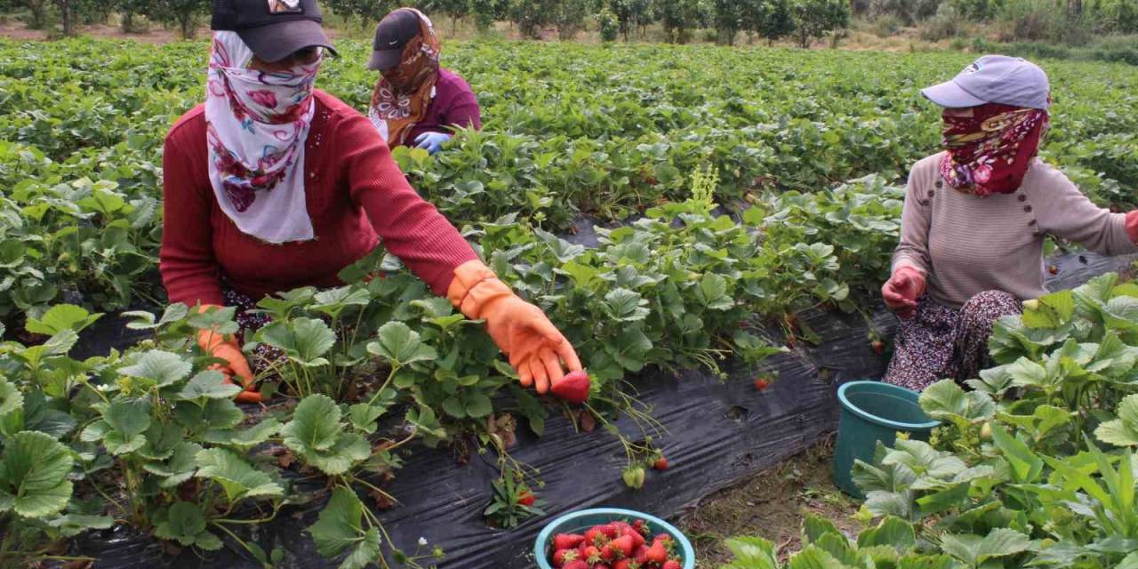Meşhur Emiralem Çileklerinde Hasat Zamanı