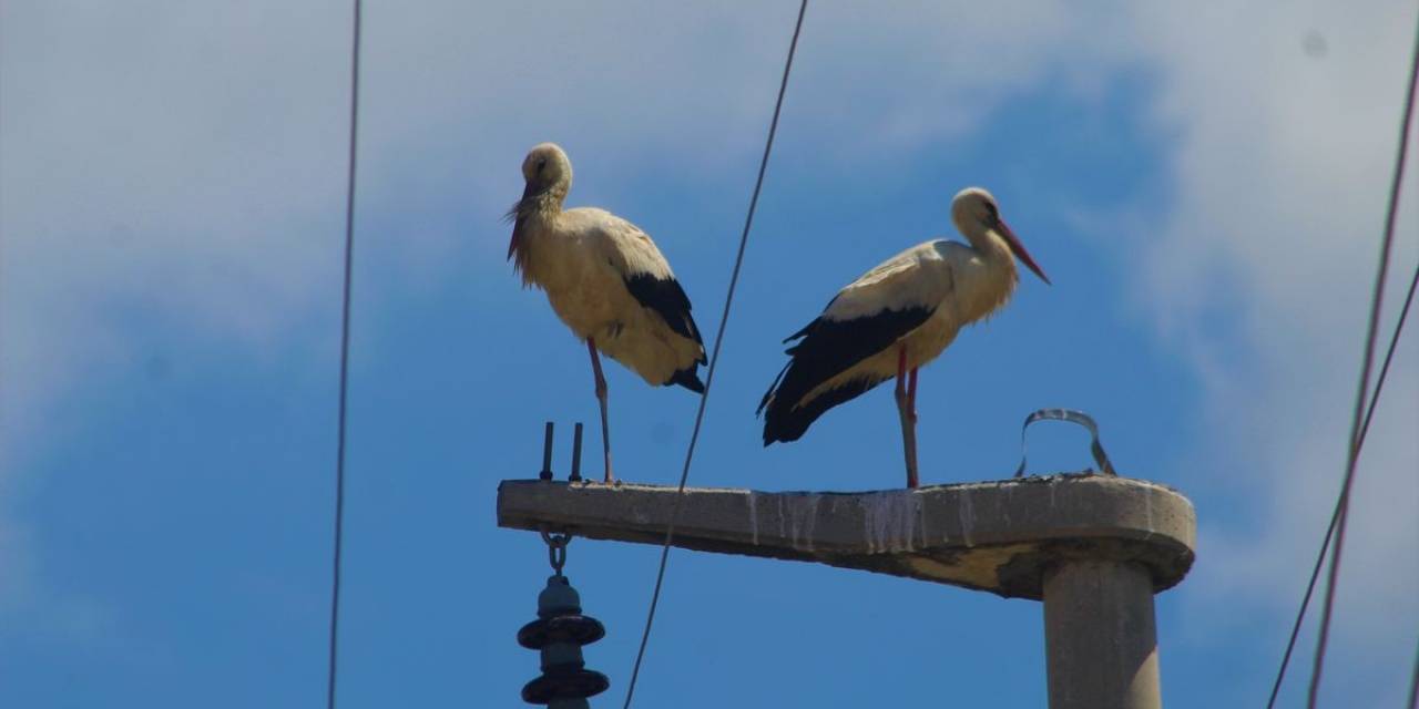 Gökçealan’da 40 Yıl Sonra Leylek Sevinci