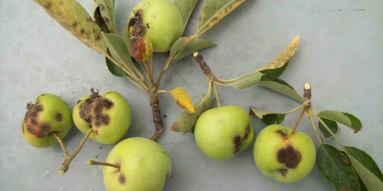 Üreticilere ’elma Karaleke’ Hastalığı Uyarısı