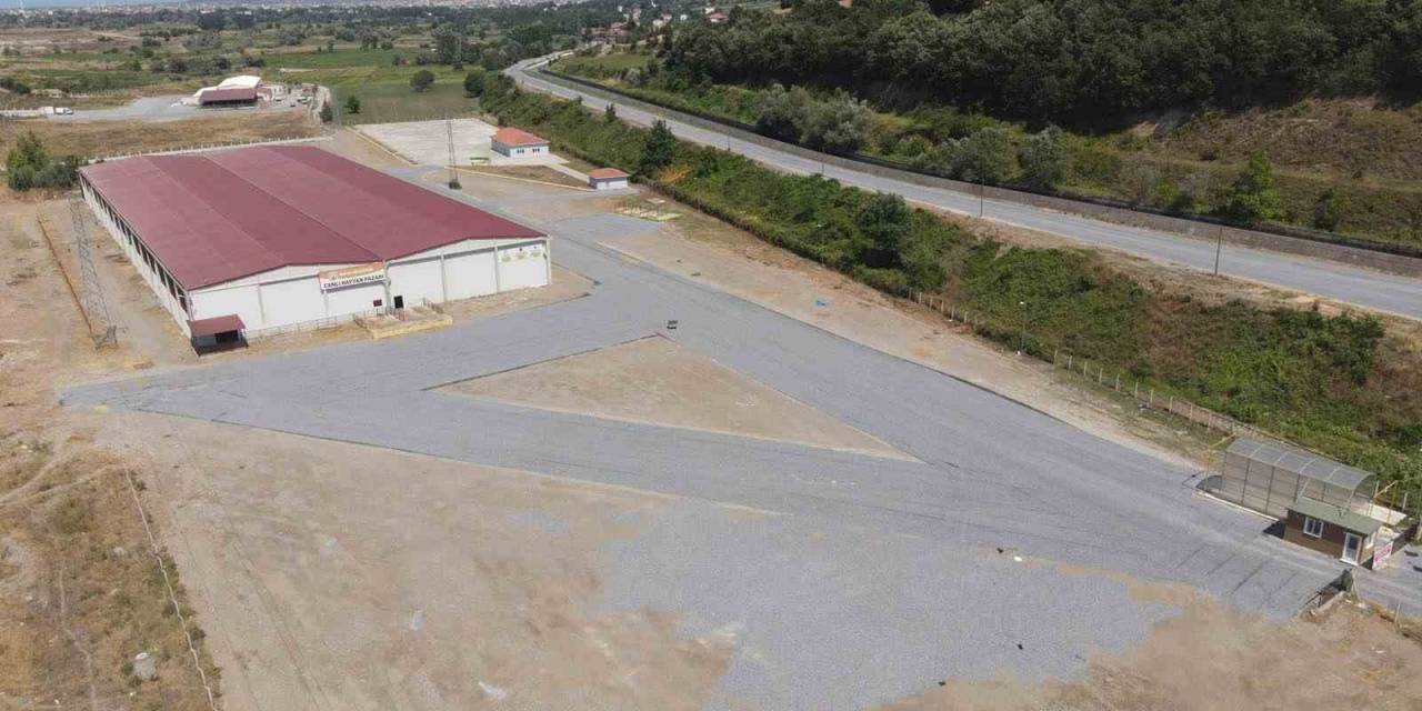 Bafra Canlı Hayvan Pazarı Yeniden Açıldı