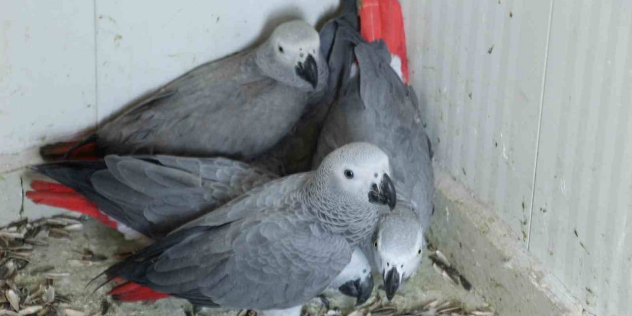 Şırnak’a Yasa Dışı Yollarla Getirilen 5 Papağan Ele Geçirildi