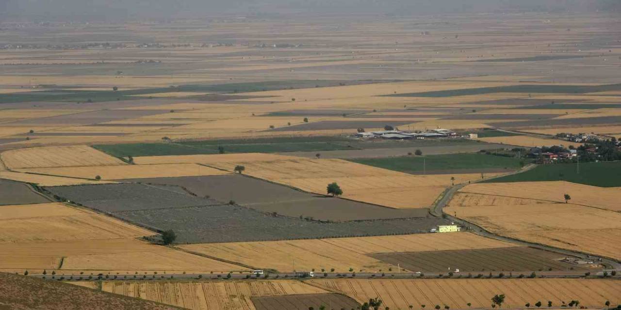 Buğdayın Önemi Anlaşıldı