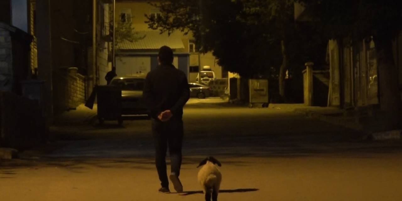 Muş’ta Bebek Gibi Bakılan Kuzu Sahibinin Peşinde Çarşı Pazar Geziyor