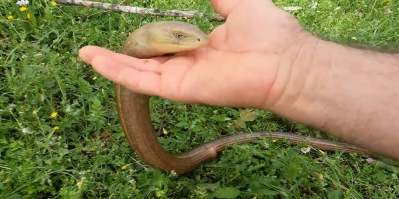 Zararsız Olduğunu İspatlamak İçin Eliyle Dadikalarca Sevdi