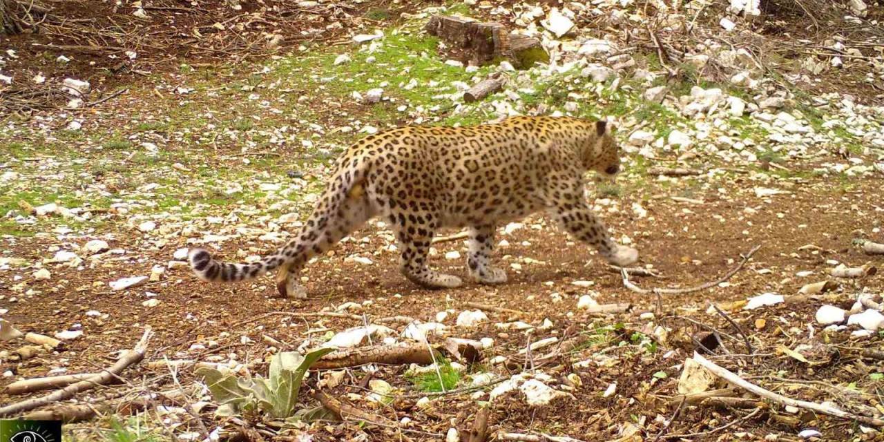 Nesli Tükendiği Düşünülen Anadolu Parsı 18 İlde Aranacak