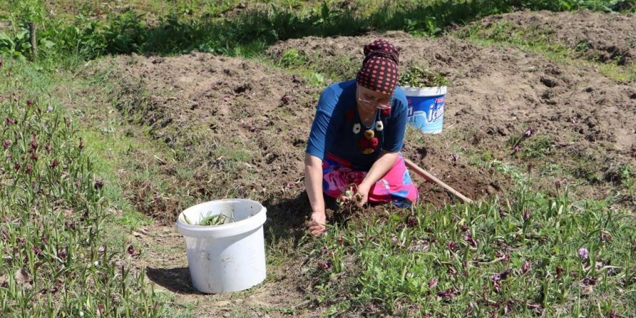 Fındık Diyarı Ordu’da Salep Hasadı Başladı