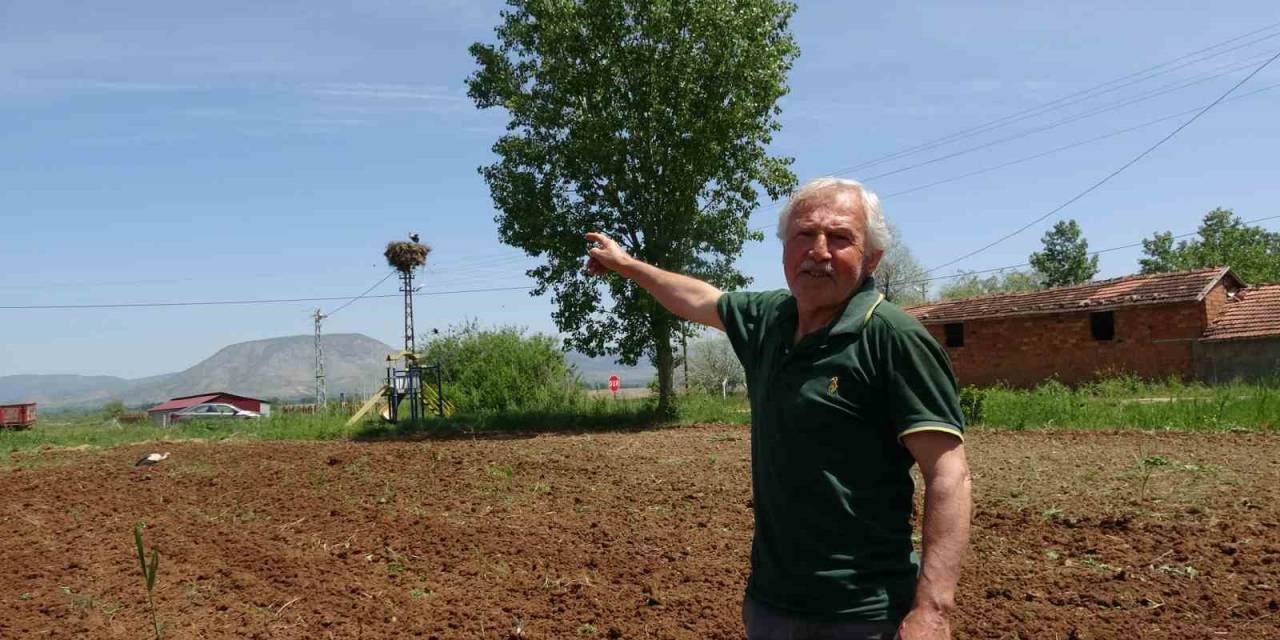 Bu Köy 40 Yıllık Misafir Leylekleriyle Dikkat Çekiyor