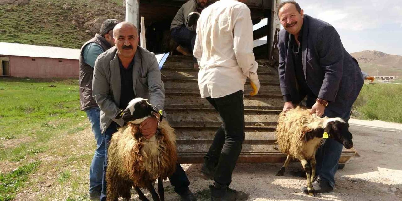 Köylerine Geri Dönen Çiftçilere Küçükbaş Hayvan Desteği