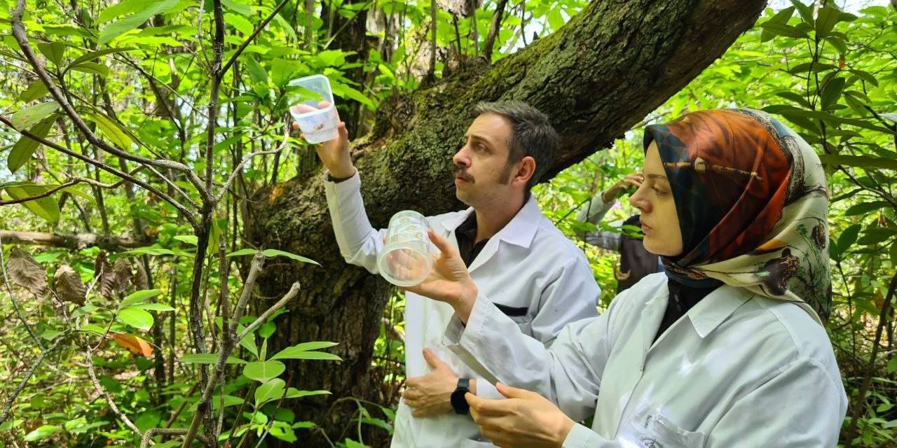 Zonguldak’ta ’katil Arı’ Alarmı, Laboratuvarda Üretilen Böcekler Doğaya Bırakıldı