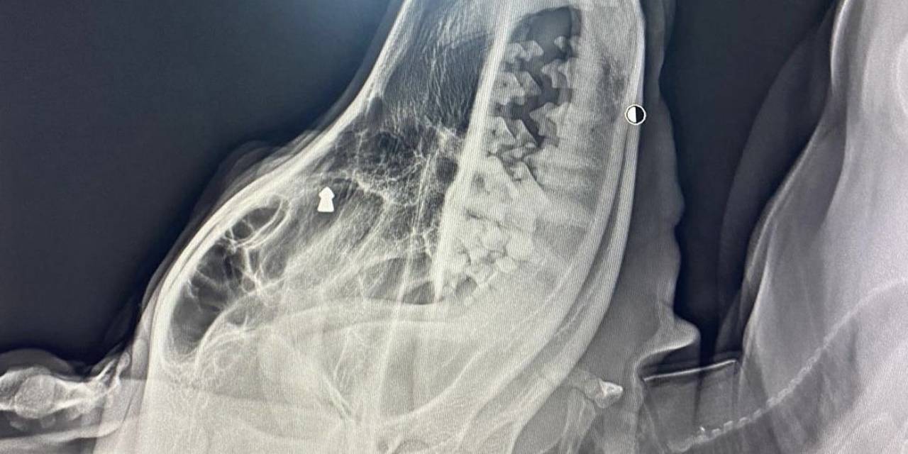 Silahla Sokak Köpeğini Vuran Şahıs Gözaltına Alındı