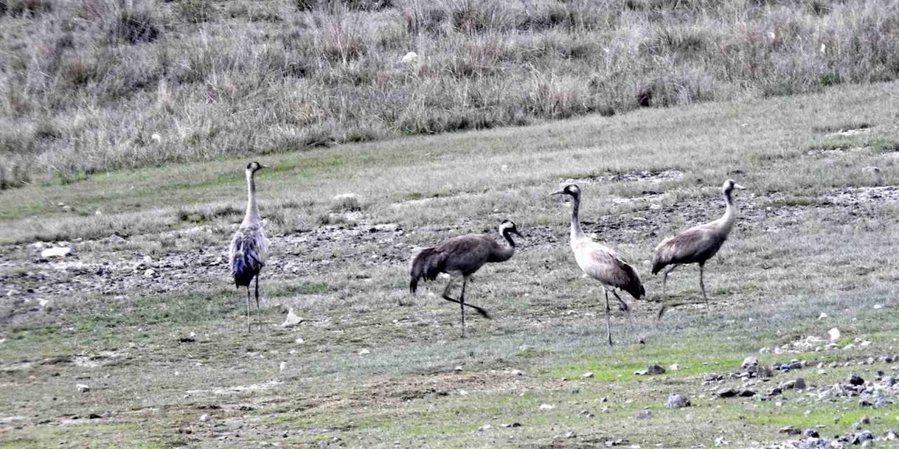 Nesli Tükenme Tehlikesi Altında Olan Turnalar, Ekşisu Sazlığında Görüntülendi