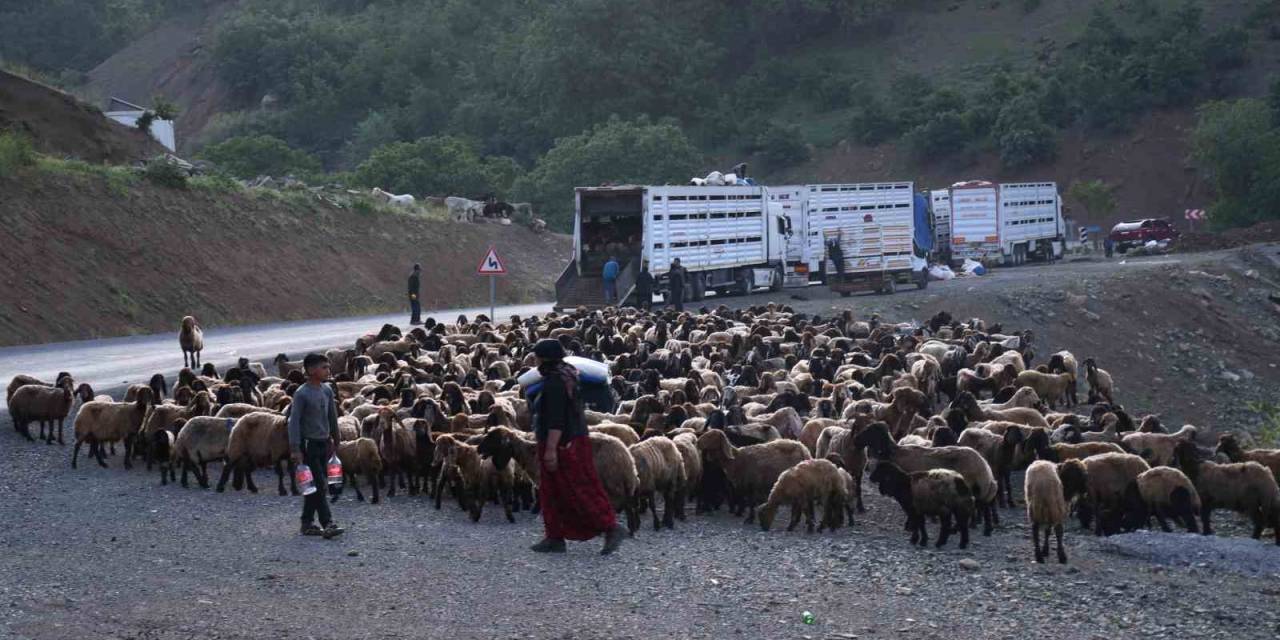 Şırnak Yaylalarına Göçer Akını Başladı