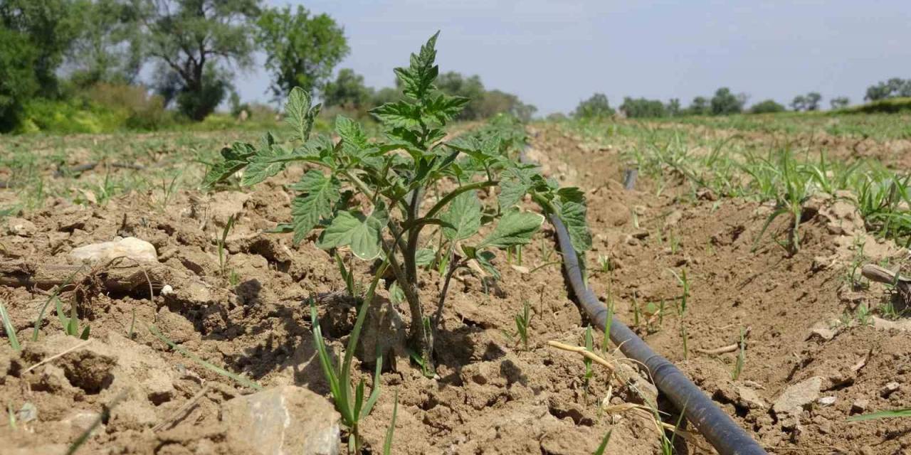 Meşhur Çanakkale Domates Fideleri Toprakla Buluştu