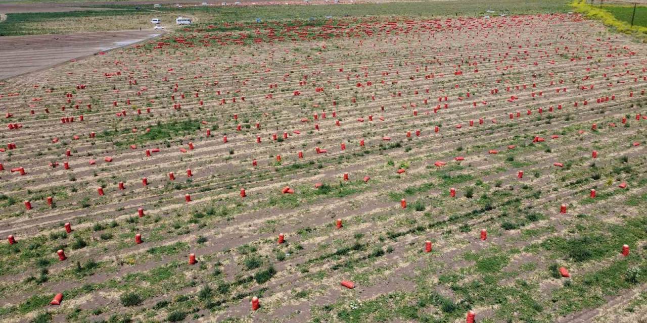 Soğanın Tarlada Fiyatı 4 Liraya Kadar İndi