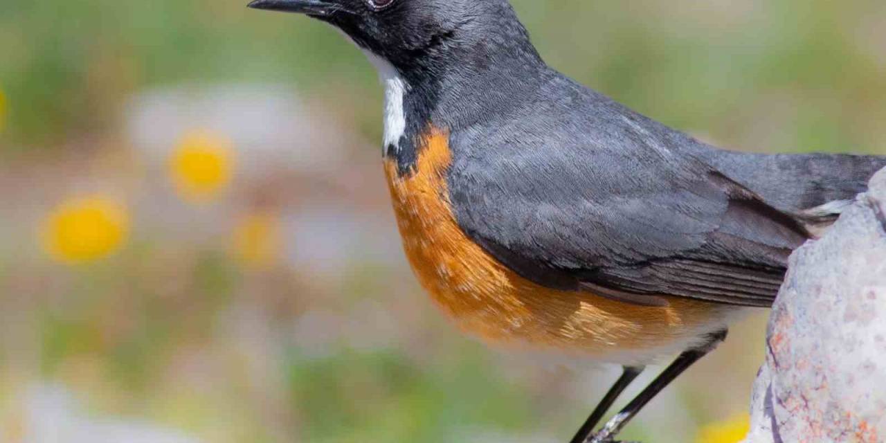 Kuş Gözlemcileri Kuşların Göç Yolculuğunu Ölümsüzleştirdi