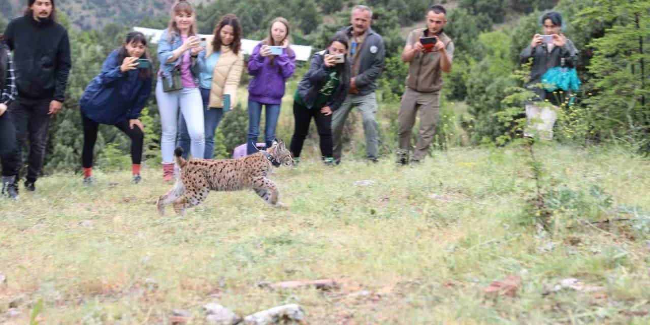 Yavru Vaşak Artık Özgür