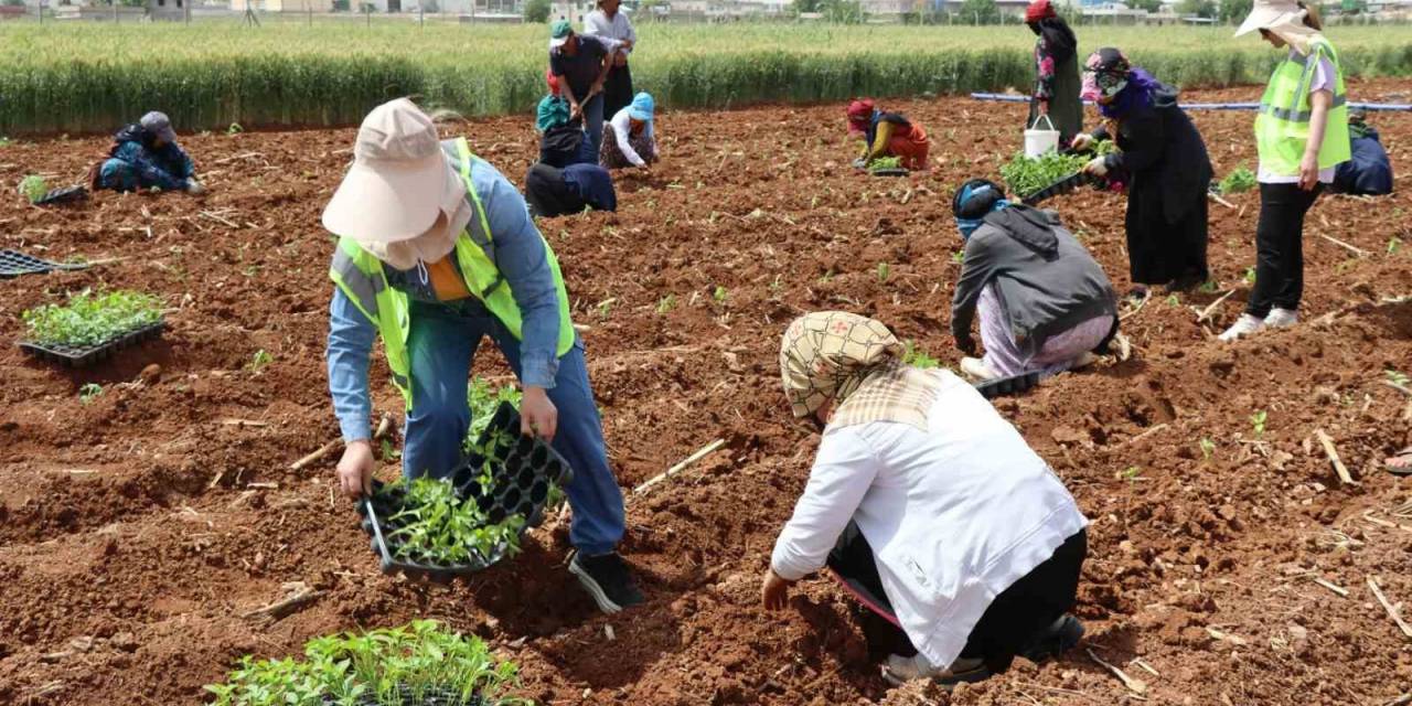 Şanlıurfa’da 200 Bin İsot Fidesi Toprakla Buluştu