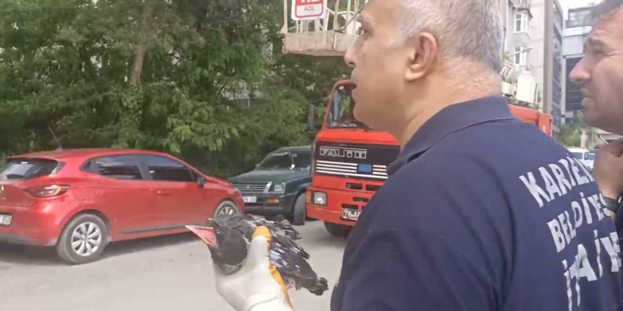 Yuvadan Düşen Karga Yavrusu İtfaiye Ekipleri Tarafından Yuvasına Konuldu