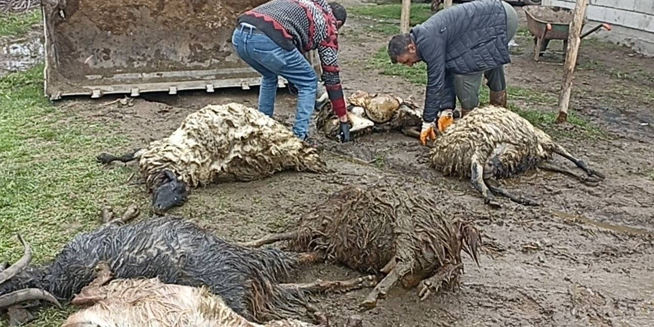 Erciş’te Ahıra Kurt Girdi, Koyunları Telef Etti