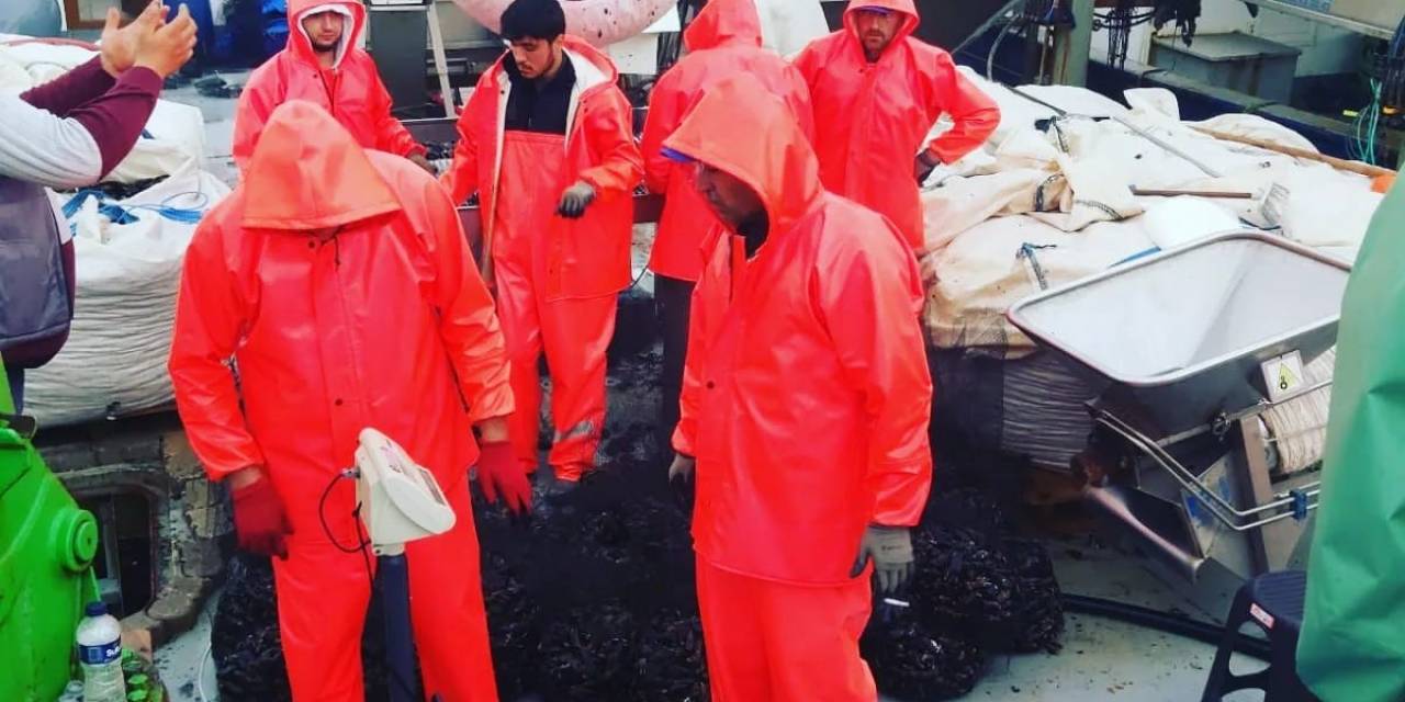 Kurdukları Çiftlikle Türkiye’ye Midye Sevk Ediyorlar