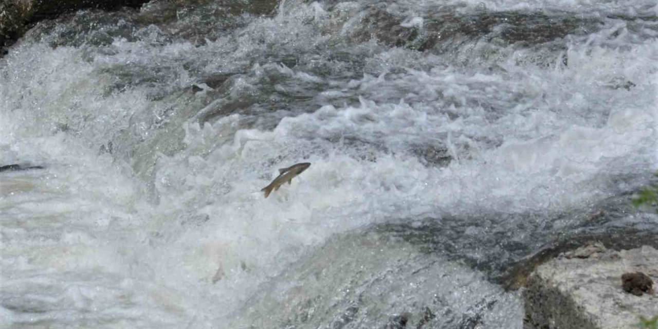 Kars’ta Balıkların Ölüm Göçü Sürüyor