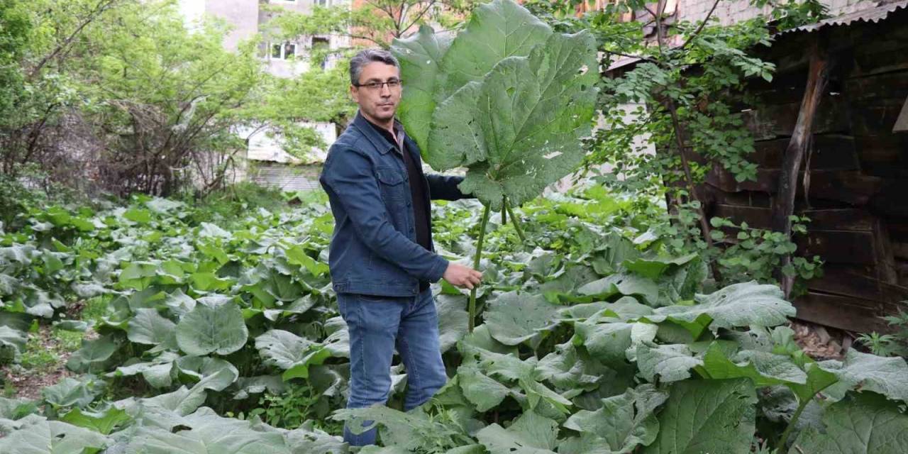 Şemsiye Değil Kabalak Otu