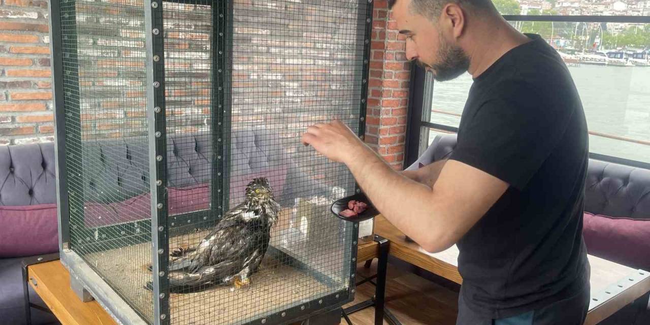 Denizde Buldukları Yırtıcı Kuşu Isıtıp Bonfile İle Besledikten Sonra Doğaya Bıraktılar