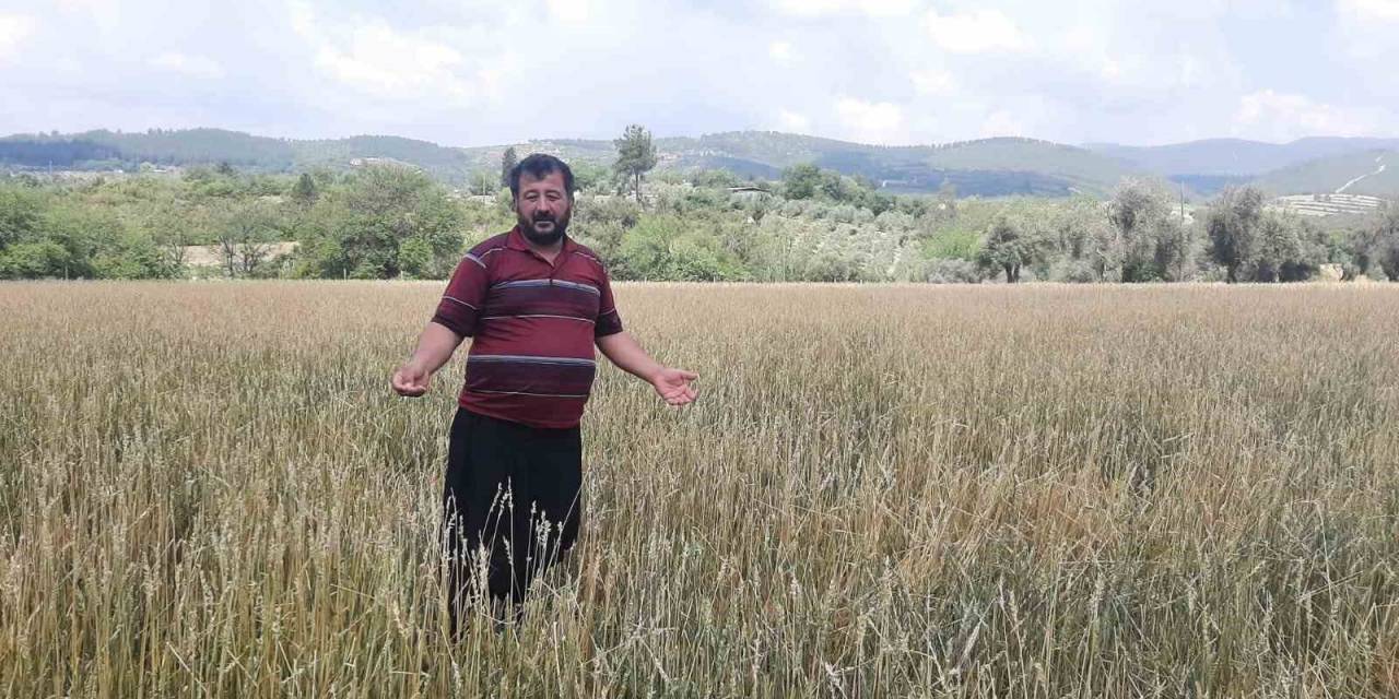 Osmaniye’de Dolu Yağışı Buğday Tarlalarını Vurdu