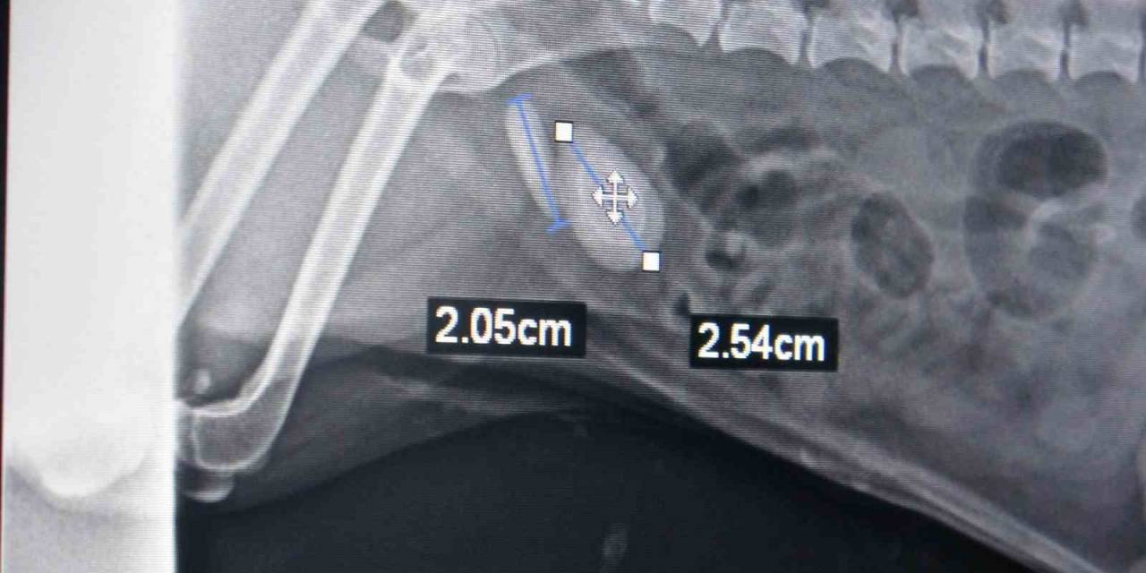 Evcil Hayvanınızda Bu Şikayetler Varsa Dikkat, Ölümle Sonuçlanabilir