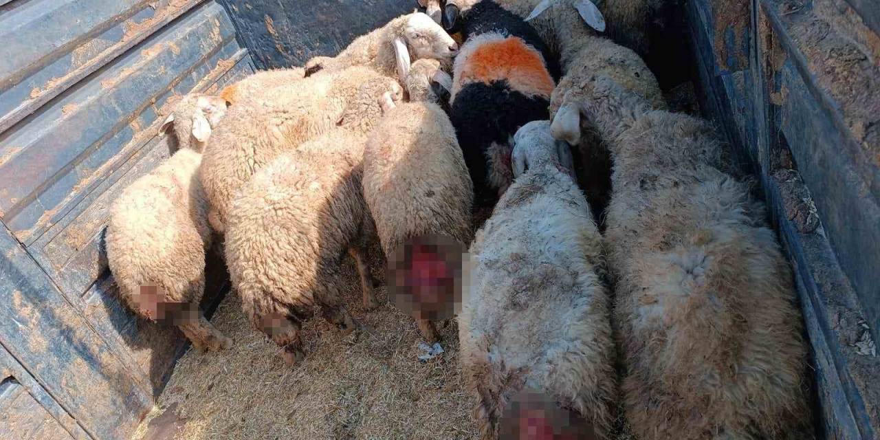 Sokak Köpekleri Hayvanlarını Telef Etti