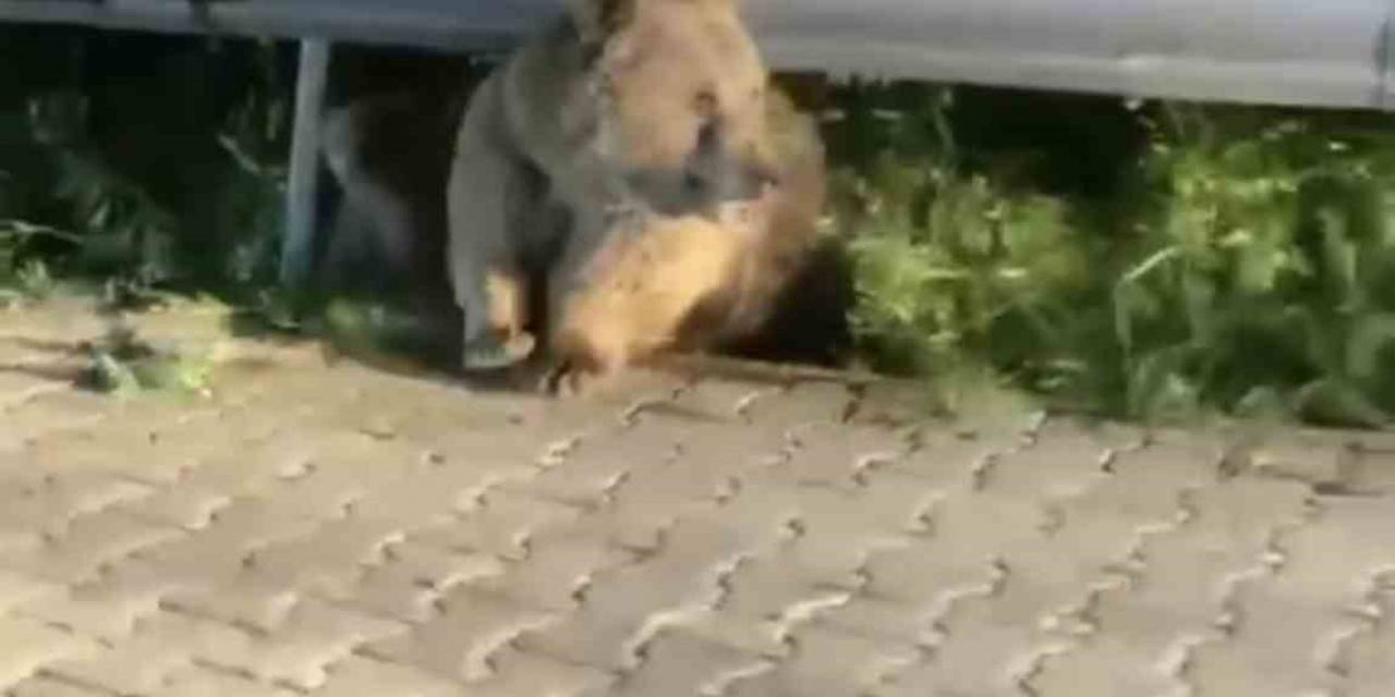 Bursa’da Yabani Hayvanlar Şehir Merkezinde