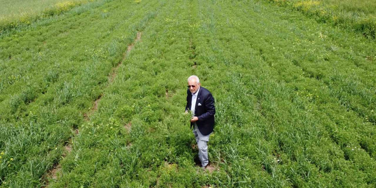 Siirtli Çiftçiler Hububatta Rekor Düzeyde Ürün Bekliyor